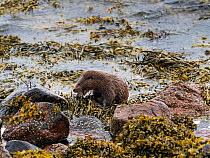 Eurasian otter (Lutra lutra) cub feeding on Velvet swimming crab (Necora puber) at the edge of Loch Linnhe, Kingairloch, Scotland, UK, May.