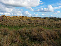 Sand dunes and slacks covered in Marram grass (Ammophila arenaria), Braunton Burrows Nature Reserve, North Devon, England, UK, October.