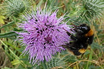 Buff-tailed bumblebee (Bombus terrestris)  gathering nectar from Spear thistle (Cirsium vulgare) flower with feeding Pollen beetles (Meligethes sp.), Berkshire, England, UK, July.