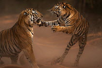 Bengal tiger (Panthera tigris tigris) female juvenile, displaying aggressive behaviour towards its father, Bandhavgarh National Park, India. Endangered.