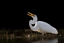 Eastern great egret (Ardea alba modesta) standing in shallow water with fish prey in beak, Lake McGregor, Canterbury, South Island, New Zealand.