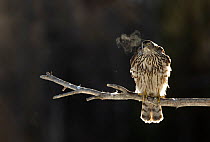 Goshawk (Accipiter gentilis) perched on branch, with breath visible in the cold air, Finland. March.