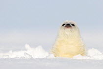 Ringed seal (Pusa hispida) pup, resting on ice, Svalbard, Norway. April.