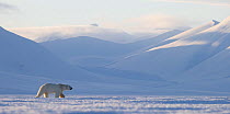 Polar bear (Ursus maritimus) male, walking across snow covered landscape with mountains in background, Svalbard, Norway. April.