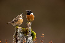 European stonechat (Saxicola rubicola) male and juvenile perched on a tree stump, the juvenile begging for food, Dumfries and Galloway, Scotland, UK. May.