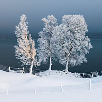 Ice-covered trees in snow, Kvaloya, Troms, Norway. February.