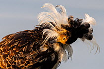 Ruff (Philomachus pugnax) male, head portrait, moulting mating plumage feathers, Troms, Norway. June.