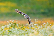 Long-eared owl (Asio otus) hunting over a wildflower meadow, Troms, Norway. June. Cropped