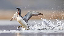 Red-throated diver (Gavia stellata) running across surface of lake, Svalbard, Norway. July