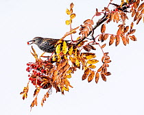 Common starling (Sturnus vulgaris) perched in Rowan (Sorbus aucuparia) tree, feeding on berries, Troms, Norway. October. Cropped