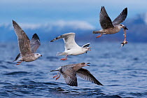 Four Herring gulls (Larus argentatus) in flight, one with remains of a Herring in its beak, being chased by the other three, Skjervoy, Troms, Norway, Norwegian Sea. October