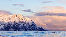 Two Orcas (Orcinus Orca) swimming at sea surface with mountains in background, Skjervoy, Troms, Norway, Norwegian Sea. October.
