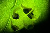 Lemur leaf frog (Agalychnis lemur) eggs with developing embryos inside. The still developing tadpoles have external gills, visible as tiny branches on the side of the heads. Captive, occurs in South A...