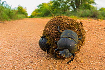 Kheper dung beetles (Kheper sp.) rolling a big ball of dung in search of a suitable place to bury it and lay eggs inside, South Africa.