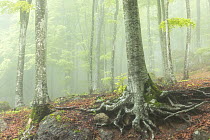 Misty springtime Beech (Fagus sylvatica) forest on the slopes of Mont Amiata, Tuscany, Italy. May.