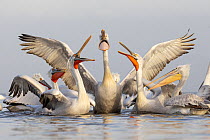 Dalmatian pelicans (Pelecanus crispus) flock, squabbling over food on lake, Lake Kerkini, Greece. January.