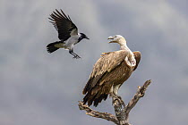Hooded crow (Corvus cornix) mobbing a Griffon vulture (Gyps fulvus) perched on branch, Eastern Rhodope Mountains, Bulgaria. January.