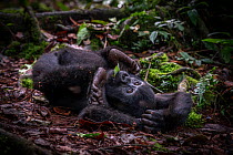 Chimpanzee (Pan troglodytes) relaxing on forest floor, Kibale National Park, Uganda. Endangered.