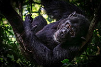 Chimpanzee (Pan troglodytes) resting in tree, Kibale National Park, Uganda. Endangered.