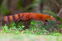 Ring-tailed mongoose (Galidia elegans) leaping, Montagne D'Ambre National Park, Madagascar.