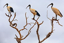 Three Malagasy sacred ibis (Threskiornis bernieri) perched in tree in mangroves, Betsiboka river, Majunga area, Madagascar. Endangered.