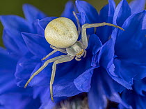 Crab spider (Misumena vatia) female, resting on Cornflower (Centaurea cyanus), Podere Montecucco, Orvieto, Umbria, Italy. July.