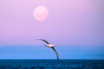 Southern royal albatross (Diomedea epomophora) in flight over the ocean with the rising full moon in the sky above, Campbell Island, New Zealand Sub Antarctic Islands.