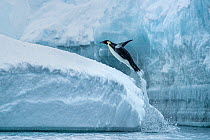 Emperor penguin (Aptenodytes forsteri) leaping from the sea onto ice, Cape Colbeck, Ross Sea, Antarctica.