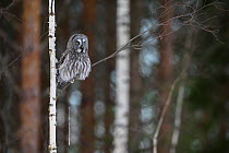 Great grey owl (strix nebulosa) perched on Birch (Betula pendula) branch defecating, Southern Estonia.