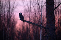 Great grey owl (Strix nebulosa) perched on branch at dusk, Southern Estonia.
