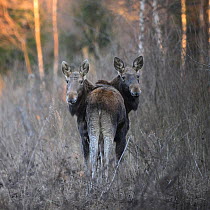 Two Moose (Alces alces) juveniles, standing at edge of forest, looking back, Tartumaa county, Southern Estonia.