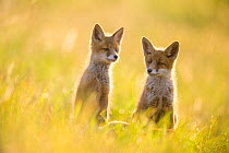 Two Red fox (Vulpes vulpes) juveniles, sitting in dewy meadow at sunrise, Valgamaa county, Southern Estonia.