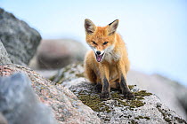 Red fox (Vulpes vulpes) juvenile, sitting on rocks along the shore, Laane-Virumaa county, Northern Estonia.