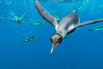 King penguins (Aptenodytes patagonicus) swimming underwater, Macquarie Island, Subantarctic Island of Australia, Pacific Ocean.