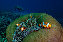 Four Clownfish (Amphiprion ocellaris) swimming close to their Sea anemone home, with a Green sea turtle (Chelonia mydas) passing by in the background, Raja Ampat Marine Park, Raja Ampat Islands, West...