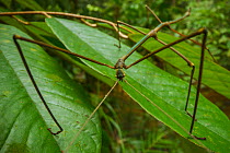 Stick insect (Phasmatidae) resting on a leaf in lowland rainforest, Gunung Palung National Park, West Kalimantan, Borneo, Indonesia.