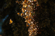 Monarch butterflies (Danaus plexippus) covering Fir trees on wintering grounds in the mountains of central Mexico, El Rosario Butterfly Sanctuary, Michoacan, Mexico.