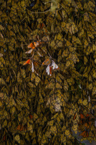 Monarch butterflies (Danaus plexippus) resting on trees in wintering grounds in the mountains of central Mexico, El Rosario Butterfly Sanctuary, Michoacan, Mexico.