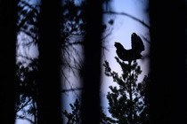 Capercaillie (tetrao urogallus) male, lekking perched on top of a Pine tree at dusk, Tartumaa county, Estonia.