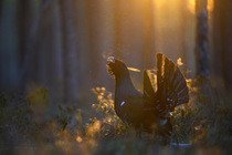 Capercaillie (Tetrao urogallus) male, with some tail feathers missing, lekking at sunset, Tartumaa county, Estonia.