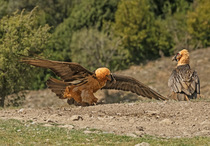 Two Bearded vultures (Gypaetus barbatus) fighting over food, one with wings spread in threatening posture, Lamiana, Aragon, Spanish Pyrenees, Spain. April.