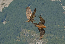 Two Bearded vultures (Gypaetus barbatus) in courtship display over a hillside, immature male trying to talon grapple with a mature female, Lamiana, Aragon, Spanish Pyrenees, Spain. April.