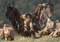 Bearded vulture (Gypaetus barbatus) juvenile, landing among a group of Griffon vultures (Gyps fulvus) at feeding site with a wooded hillside behind, Lamiana, Aragon, Spanish Pyrenees, Spain. April.