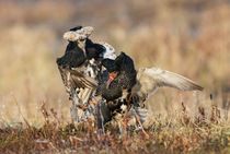 Two Ruffs (Calidris pugnax) male, fighting at the lek, Pokka, Finland, Lapland. May.