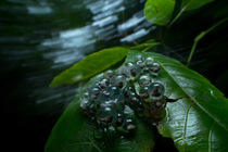 Bombay night frog (Nyctibatrachus humayuni) egg cluster, with tadpoles visible inside translucent eggs, on leaf, Amboli, Maharastra, India.