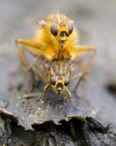 Yelllow dung fly (Scathophaga stercoraria) pair, mating on sheep dung, Lofoten, Norway. June.