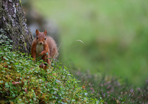 Red squirrel (Sciurus vulgaris) standing at base of Pine tree in woodland garden, Perthshire, Scotland, UK. September. Cropped.
