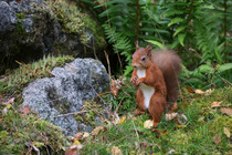 Red squirrel (Sciurus vulgaris) sitting on mossy rock in woodland garden, Perthshire, Scotland, UK. September. Cropped.