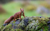 Red squirrel (Sciurus vulgaris) standing on mossy rock in woodland garden, Perthshire, Scotland, UK. September. Cropped.