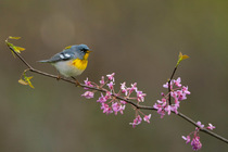 Northern parula (Parula americana) male in breeding plumage, perched in flowering Eastern redbud (Cercis canadensis) in spring, Ohio, USA. April.